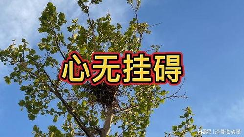 人生道理视频,解码人生智慧，启迪心灵成长